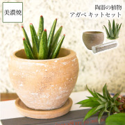 【送料無料】SERA　SABO 陶器のサボテン アガベ　アメリカーナ キットセット （鉢・ストーン付）≪13時までのご注文即日発送(休業日を除く)≫ ( あすつく フェイクグリーン インテリア 多肉植物 陶器の植物 ギフト 美濃焼 )