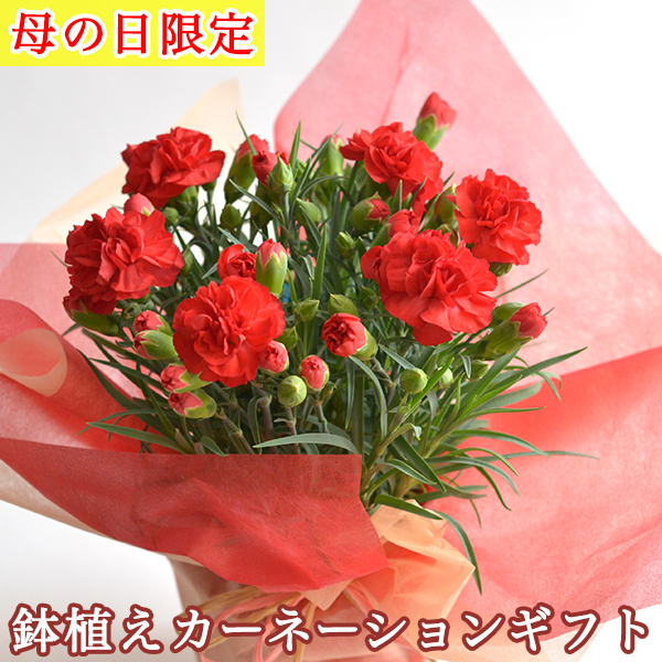 【送料無料】カーネーション 鉢植え 赤 4号≪売り切れました≫ ( 母の日 カーネーション オプション おすすめ 九谷焼 )