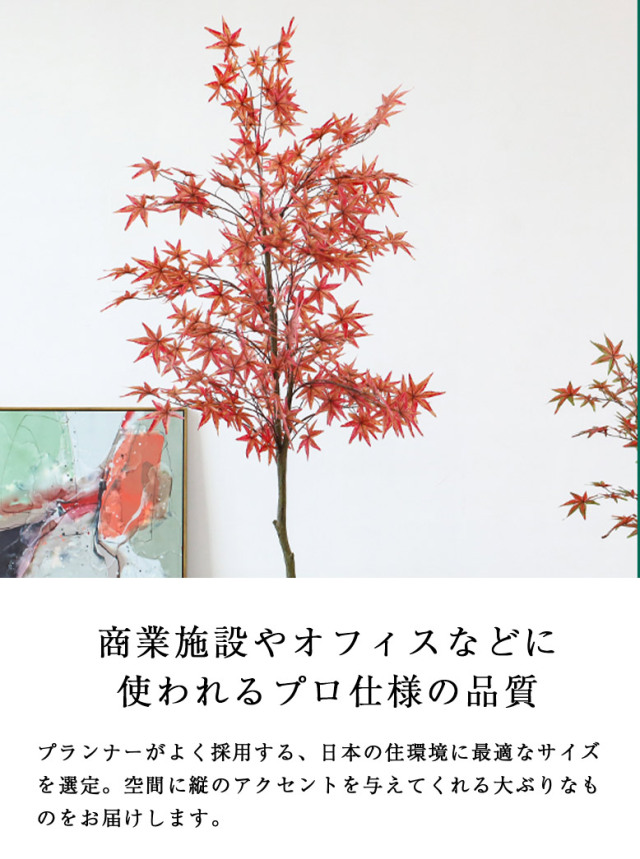 オーガニック粉ミルク　オーシャンロードデイリーズ　900g　2缶 オーガニック粉ミルク オーシャンロードデイリーズ 900g 2缶