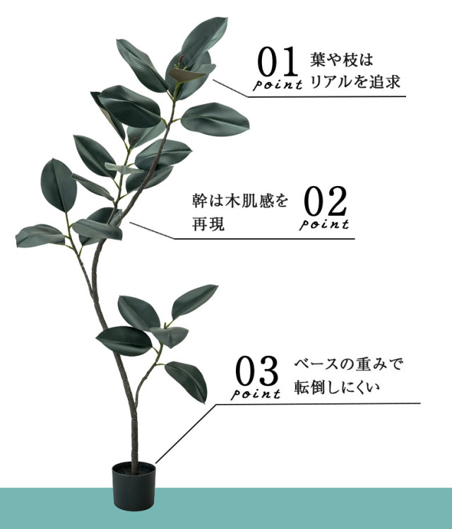 大型観葉植物　ゴムの木　200cm 楽天市場】ベンガレンシス（自然樹形） 10号 黒色 セラアート鉢