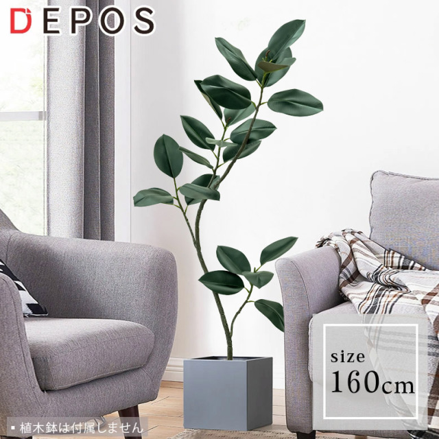 ⚠️さらにお値下げ　ゴムの木　約1.6メートル 一点物】フランスゴムの木 まがり 8号 沖縄の観葉植物 高さ約160cm No