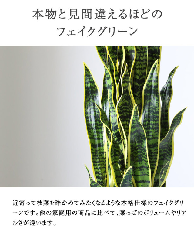 n*i様 S3599★オークション販売★ サンスベリア Irisbela 特大株 n*i様 S3599☆オークション販売☆ サンスベリア Irisbela 特大株