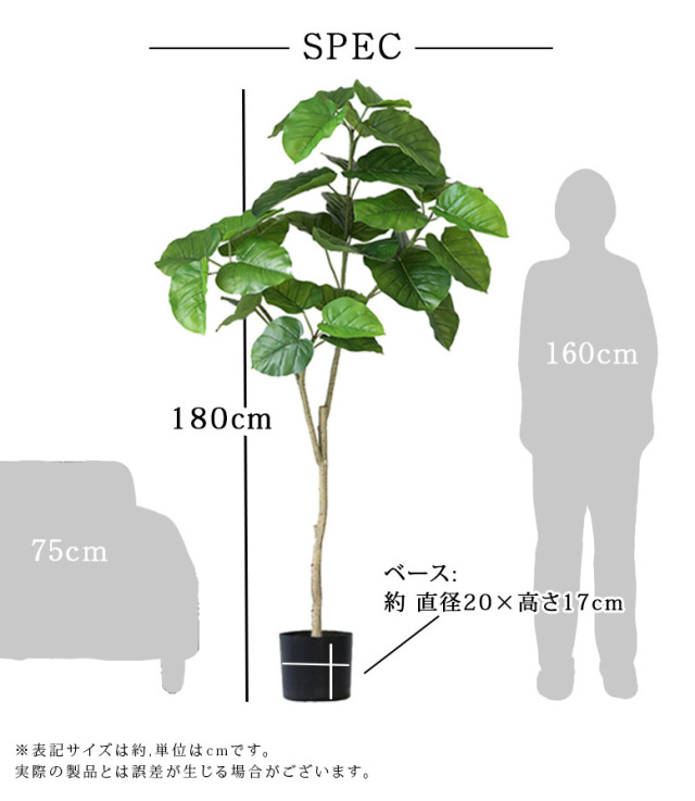 フィカス・ウンベラータ 148cm S-shaped うまい tree form 8号