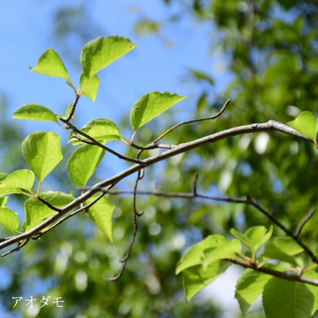 施工付き植木シンボルツリー 樹高2.5m以上 アオダモhnw1 j-1 j-02