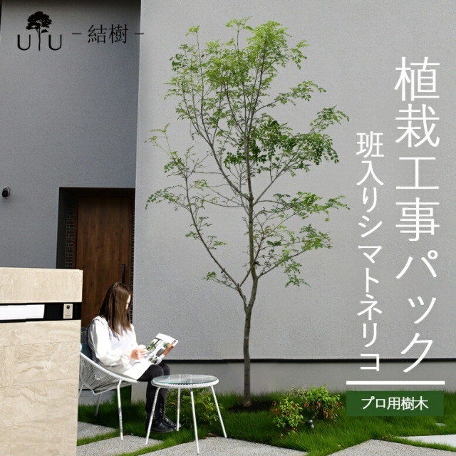 施工付植木/近畿地域限定　シンボルツリー  樹高2.5mまで 斑入りシマトネリコ代金引換・同梱不可　hnw1 j-1 j-03