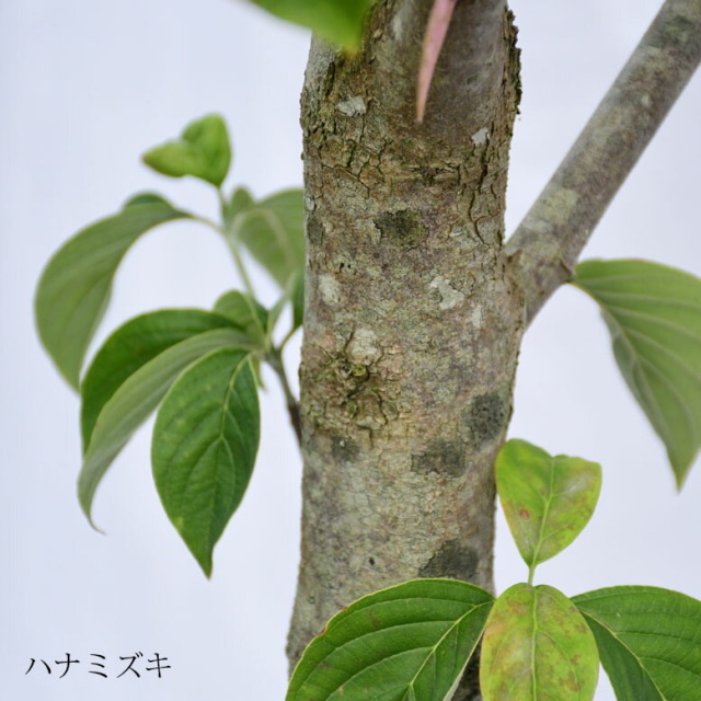 施工付き植木シンボルツリー 樹高2.5m以上 ハナミズキhnw1 j-1 j-02 j-04