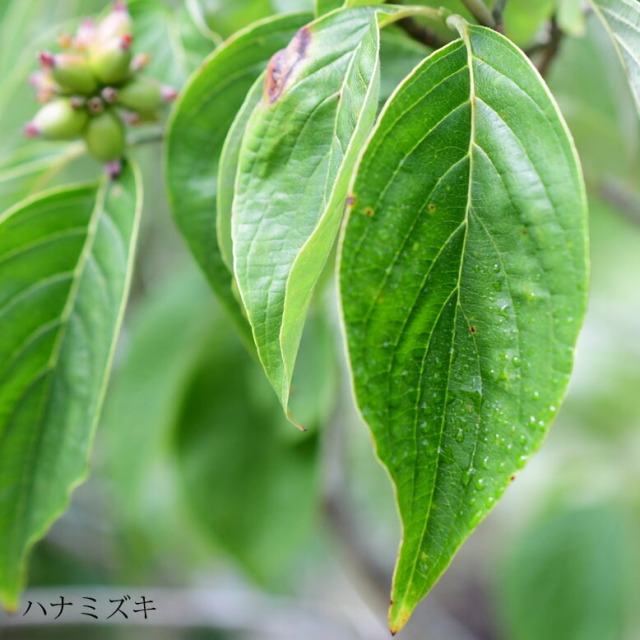 施工付き植木シンボルツリー 樹高2.5m以上 ハナミズキhnw1 j-1 j-02 j-04