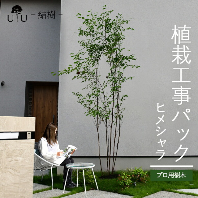 施工付植木/近畿地域限定　シンボルツリー  樹高2.5m以上 ヒメシャラ代金引換・同梱不可　hnw1 j-03
