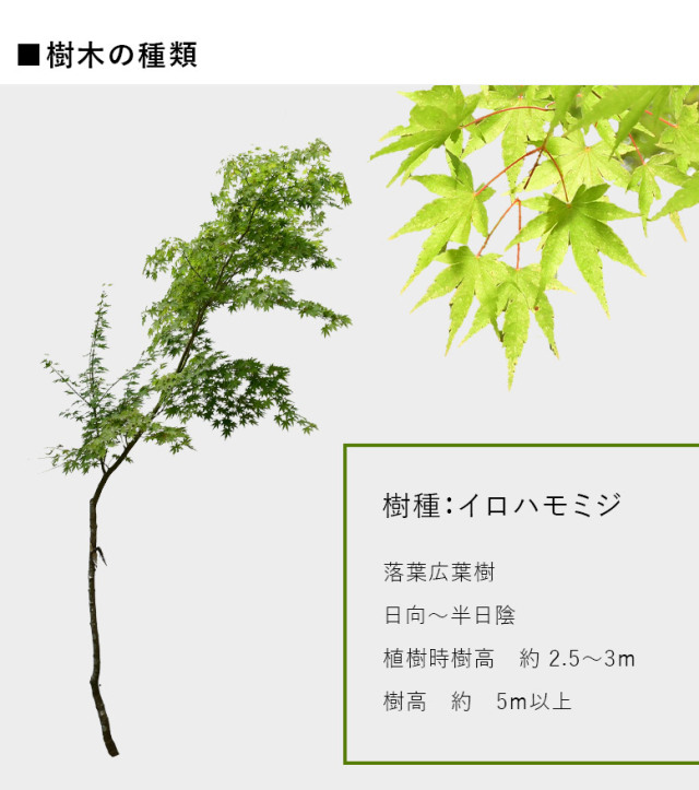 イロハモミジ　樹高　H1.5m 楽天市場】【現品】イロハモミジ 株立ち 苗木 樹高1.5m R385