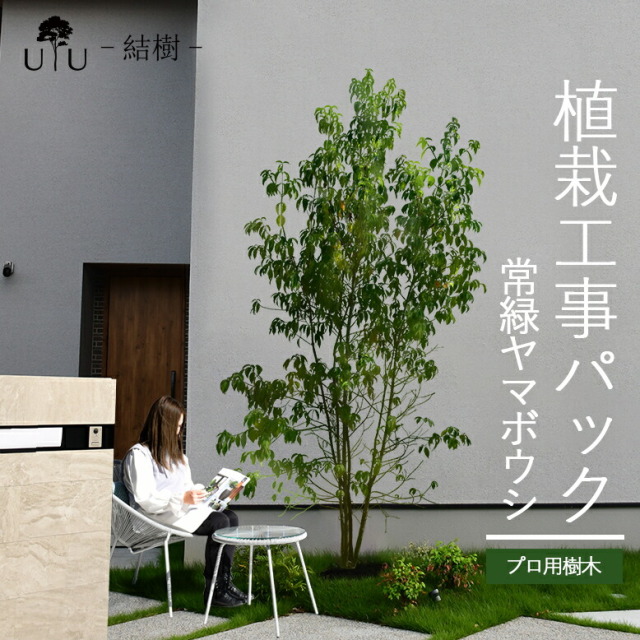 施工付植木/近畿地域限定　シンボルツリー  樹高2.5m以上 常緑ヤマボウシ代金引換・同梱不可　hnw1 j-03 j-04