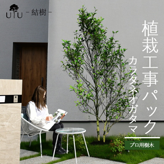 施工付植木/近畿地域限定　シンボルツリー  樹高2.0m以下 カラタネオガタマ代金引換・同梱不可　hnw1 j-02