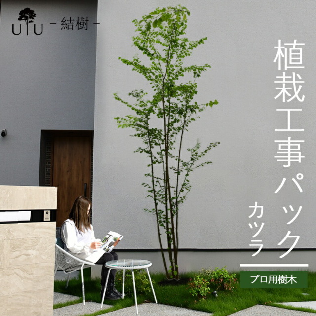 施工付植木/近畿地域限定　シンボルツリー  樹高2.5m以上 カツラ代金引換・同梱不可　hnw1 j-1 j-03