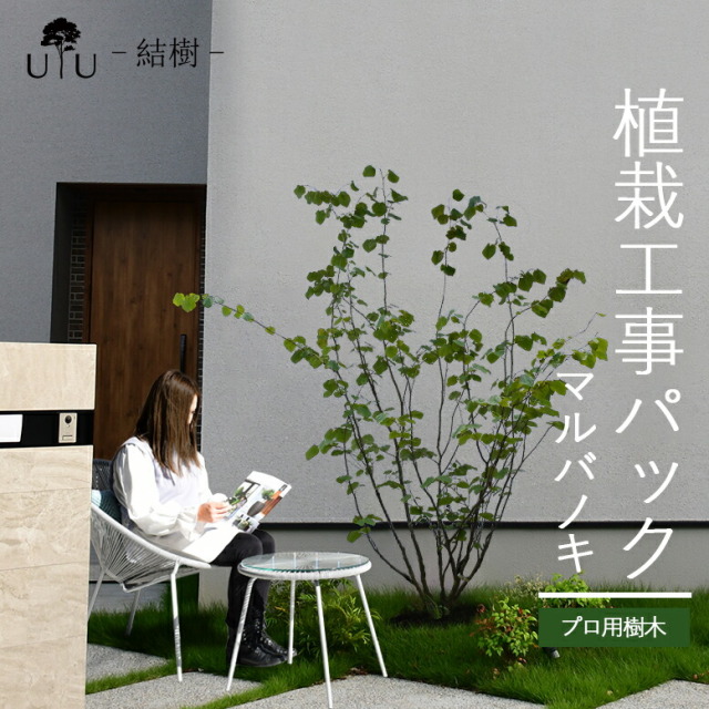 施工付植木/近畿地域限定　シンボルツリー  樹高2.5m以下  マルバノキ代金引換・同梱不可　hnw1 j-02