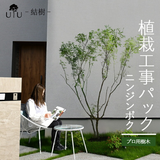 施工付植木/近畿地域限定　シンボルツリー  樹高2.5m以下 ニンジンボク代金引換・同梱不可　hnw1 j-02
