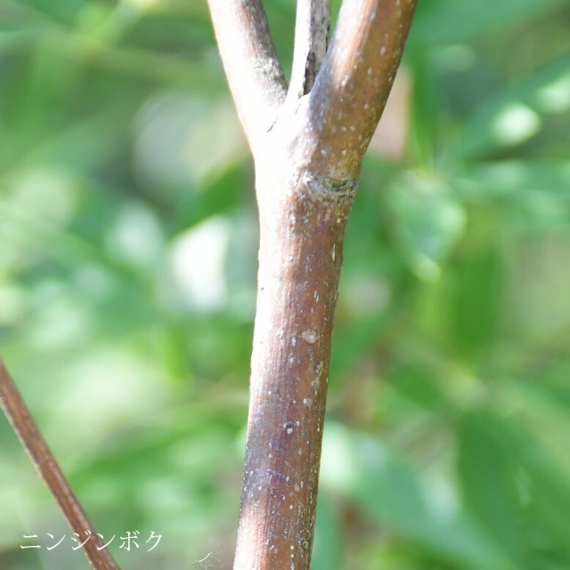 施工付き植木シンボルツリー 樹高2.5m以下 ニンジンボクhnw1 j-02