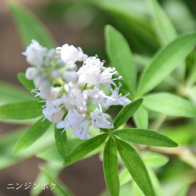 施工付き植木シンボルツリー 樹高2.5m以下 ニンジンボクhnw1 j-02