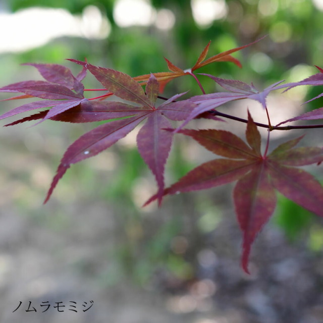 ノムラモミジ /806 施工付き植木シンボルツリー 樹高2.5m以上