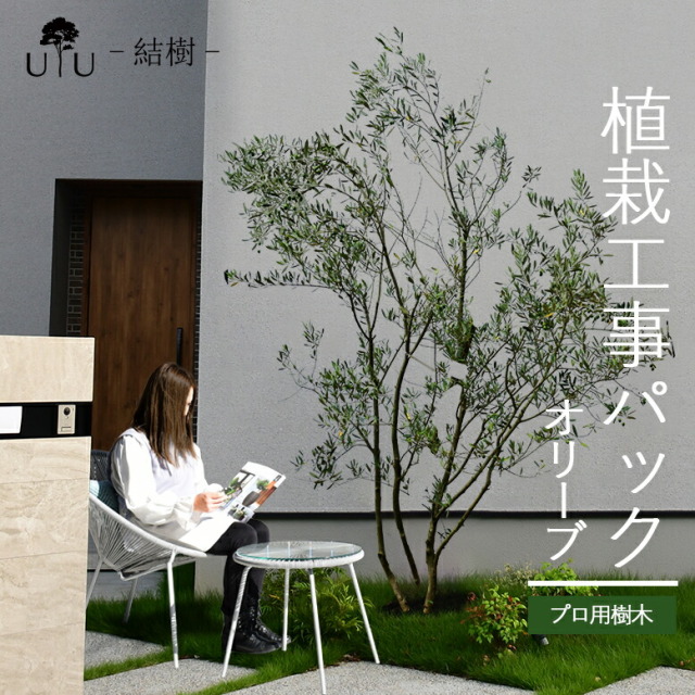 施工付き植木シンボルツリー 樹高2.5m以上 オリーブhnw1 j-1 j-04 