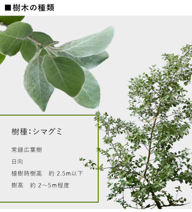 ✥ シマグミ 挿し穂 ✥ ✥ シマグミ 挿し穂 ✥ シマグミ 挿し木 1年生苗 : 苗木部 花ひろば