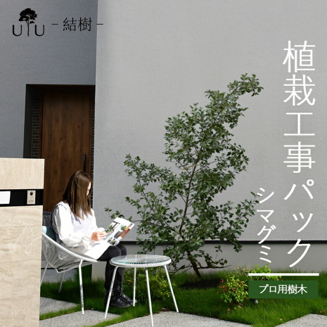 クリスマスファッション 樹高2.5m以下 施工付き植木シンボルツリー シマグミhnw1 j-02 j-1 絵画