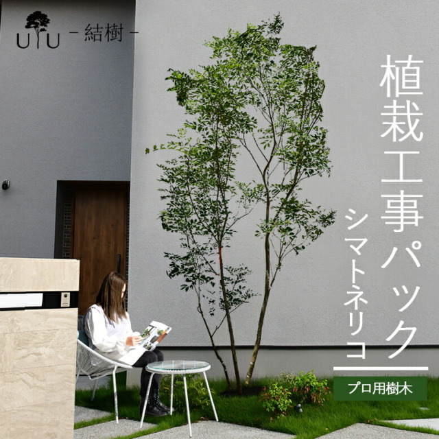 施工付植木/近畿地域限定　シンボルツリー  樹高2.5m以上 シマトネリコ代金引換・同梱不可　hnw1 j-1 j-02 j-03