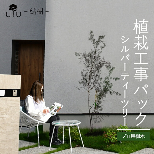 施工付植木/近畿地域限定　シンボルツリー  樹高2.0m以下 シルバーティーツリー代金引換・同梱不可　hnw1