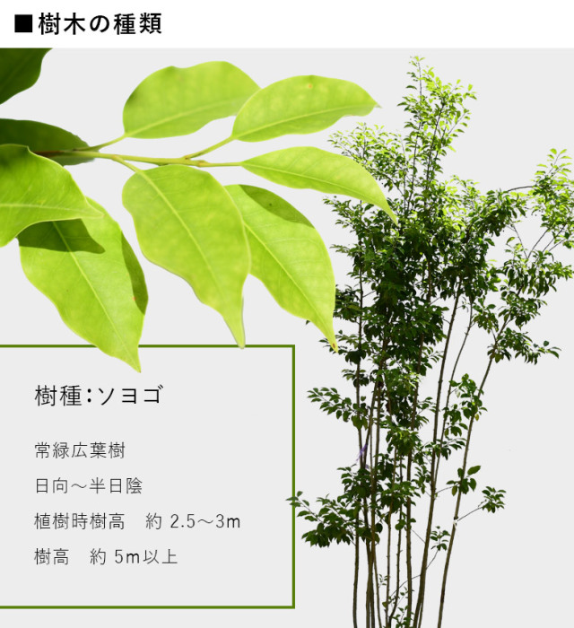 施工付き植木シンボルツリー 樹高2.5m以下 ソヨゴhnw1 j-1 j-02 j-03