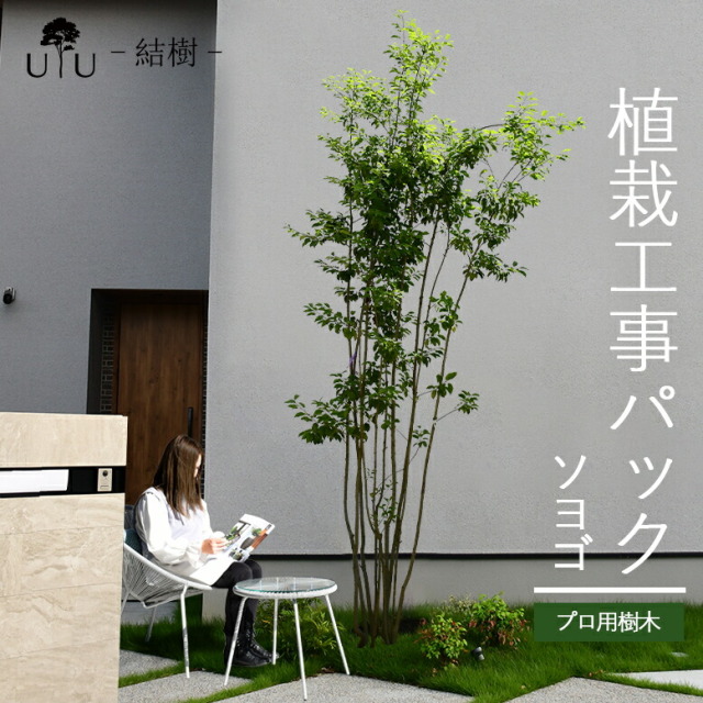 施工付植木/近畿地域限定　シンボルツリー  樹高2.5m以下 ソヨゴ代金引換・同梱不可　hnw1 j-1 j-02 j-03