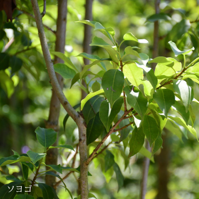 施工付き植木シンボルツリー 樹高2.5m以下 ソヨゴhnw1 j-1 j-02 j-03