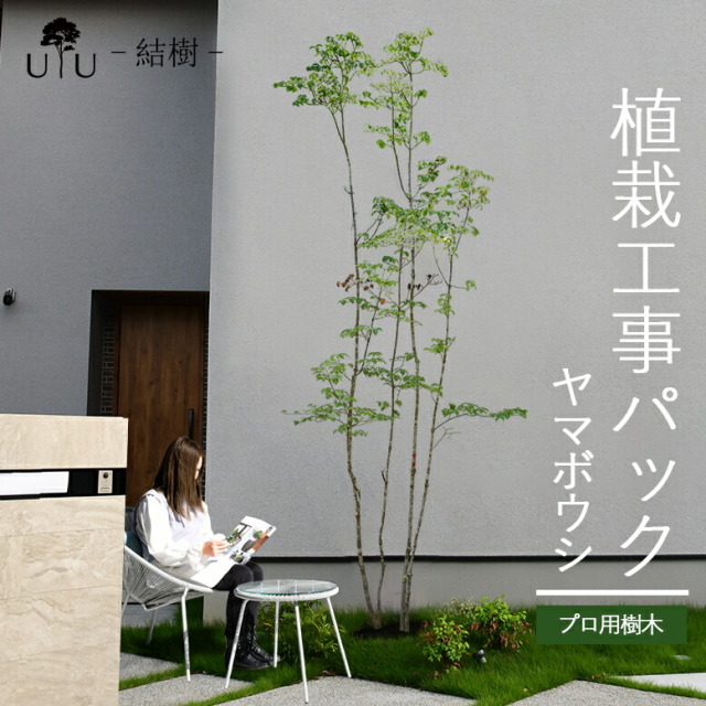 施工付植木/近畿地域限定　シンボルツリー  樹高2.5m以上 ヤマボウシ代金引換・同梱不可　hnw1 j-1 j-04