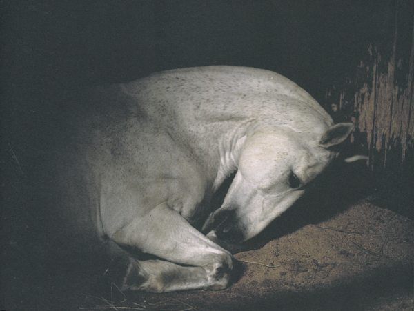 Charlotte Dumas: Anima
