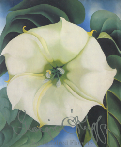 Georgia O'Keeffe: One Hundred Flowers