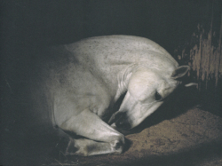 Charlotte Dumas: Anima