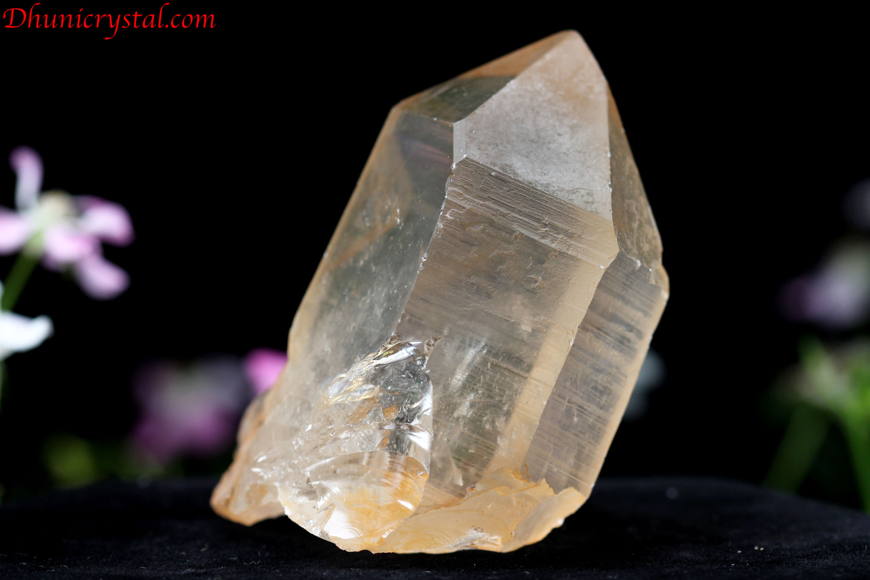 タンジェリン・レムリアン(D550)