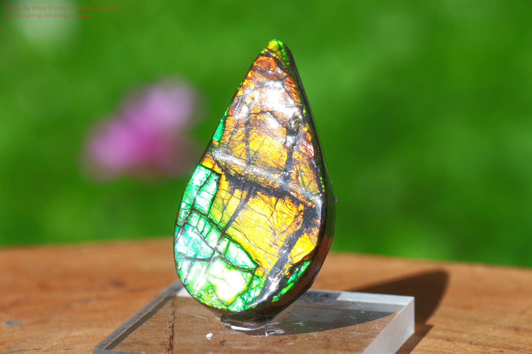 アンモライト(FF353)