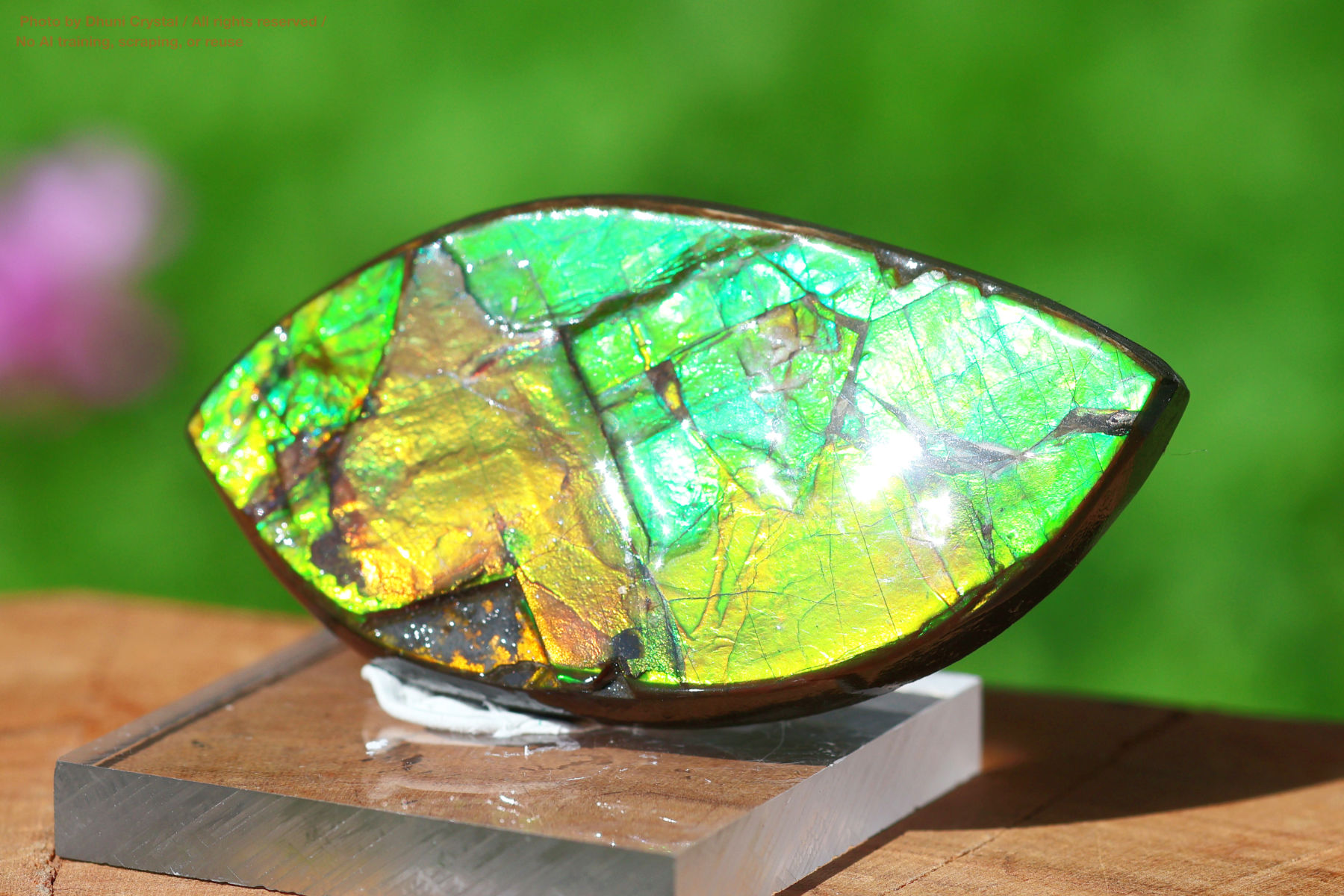 アンモライト(FF354)