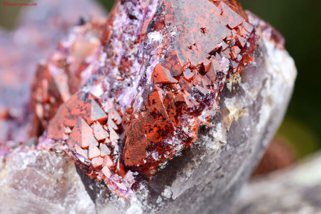 エイリアンアメジスト