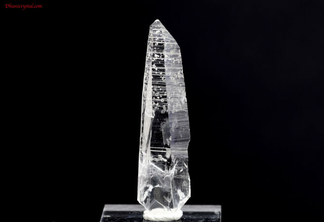 【SOLDOUT】コロンビアン・レムリアン(A373)