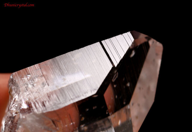 コロンビアン・レムリアン(A374)