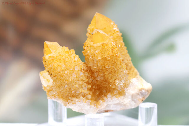 ゴールデンヒーラー・スピリットクォーツ/カクタスクォーツ(A881)