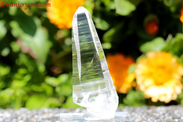 【SOLDOUT】コロンビアン・レムリアン(D465)