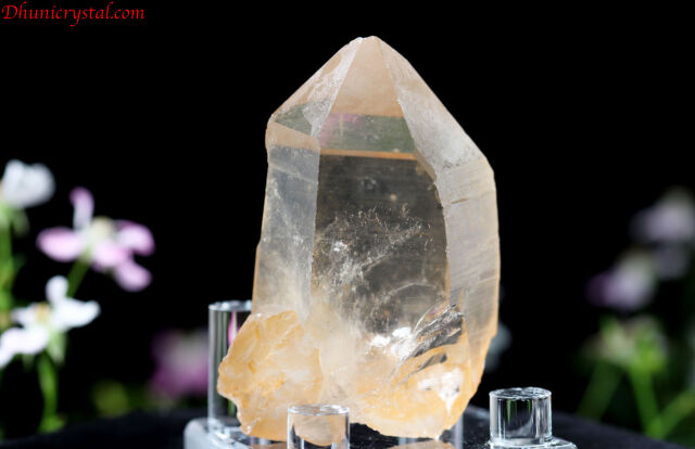 タンジェリン・レムリアン(D550)