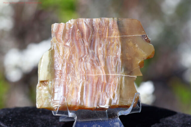 シャトヤンシー・サーペンティン/アリゾナピーターサイト(FF204)