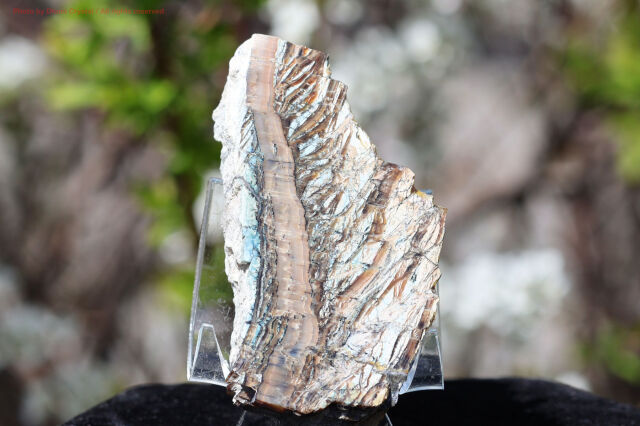 シャトヤンシー・サーペンティン/アリゾナピーターサイト(FF205)