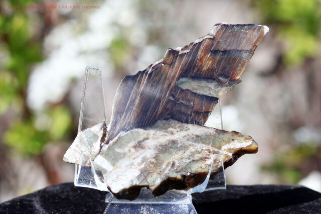 シャトヤンシー・サーペンティン/アリゾナピーターサイト(FF206)