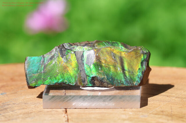 アンモライト(FF352)