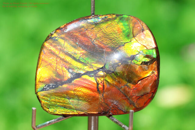 アンモライト(FF356)