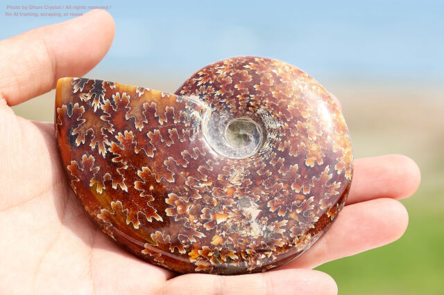 菊の葉模様 アンモナイト化石 天然化石 鉱物標本