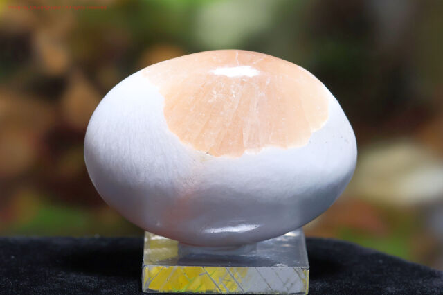 スコレサイト&スティルバイト(FF59)