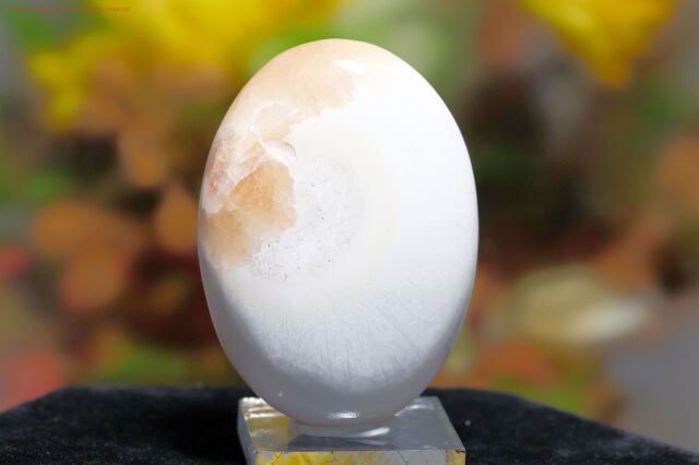 スコレサイト&スティルバイト(FF60)